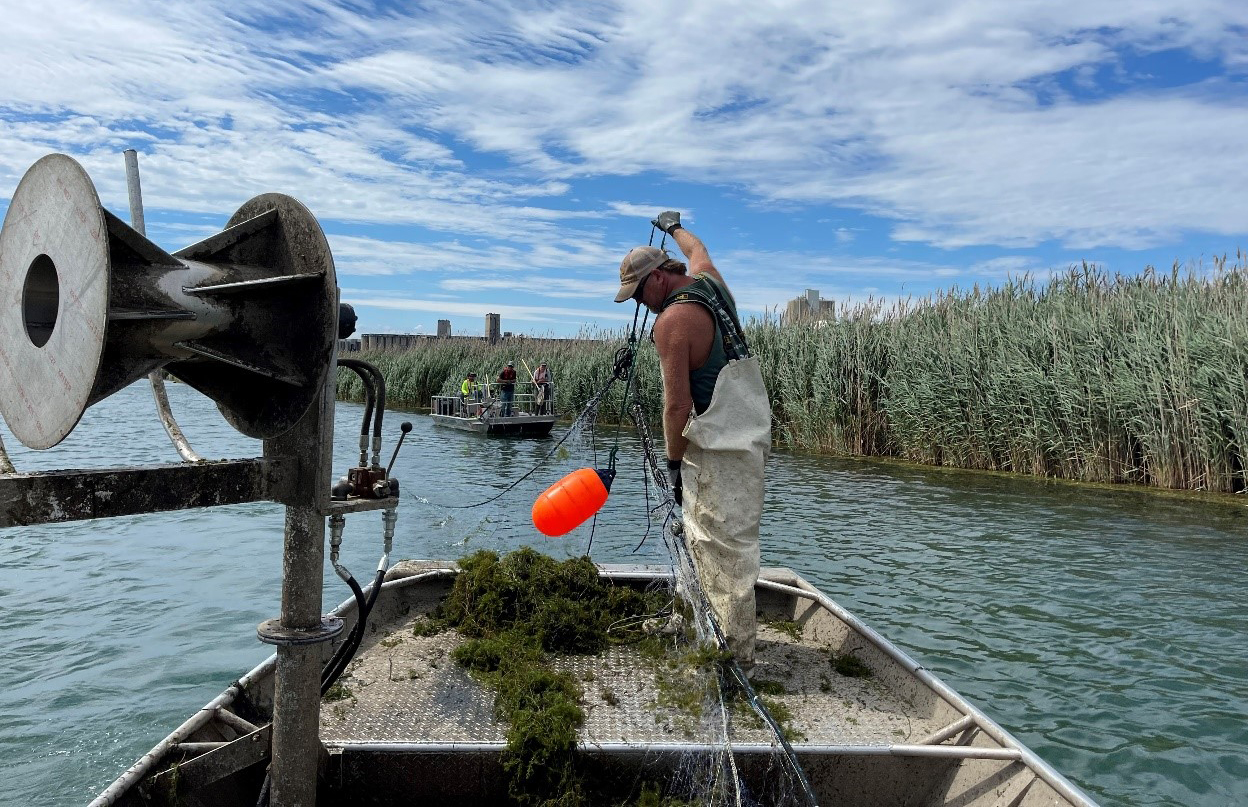 A person on a metal boat lifts netting from the water. A pile of aquatic plant debris sits on the boat deck. Another boat on the water can be seen in the background.