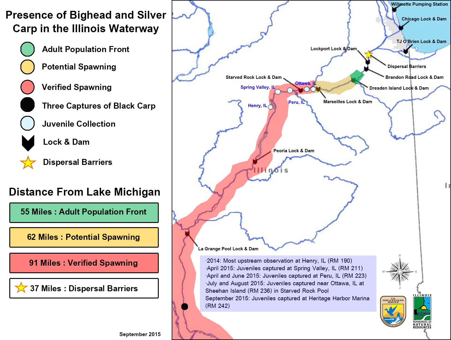 As of September 2015, small Asian carp were found in the Starved Rock Pool of the Illinois Waterway. The location is 54 miles downstream from the electric dispersal barriers. Small Asian carp are now 91 miles away from Lake Michigan. This marks a 52 mile upstream increase in where small Asian carp were found in 2014.