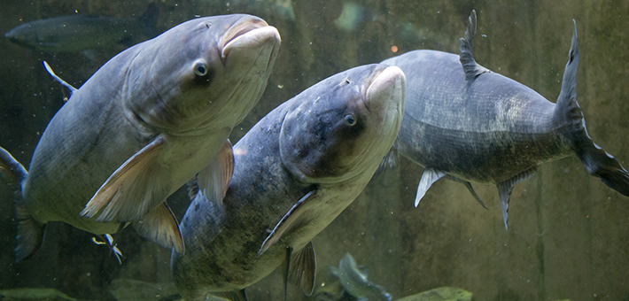 Bighead carp in the invasive species exhibit at the Shedd Aquarium. Photo provided by Shedd Aquarium.