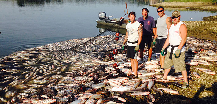 Four men stand onshore near a large net in the water filled with large light-colored fish.