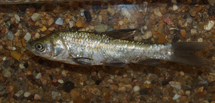 Juvenile black carp. Photo by Missouri Department of Conservation.