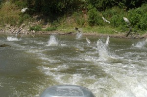 School of jumping silver carp. Photo by J.Jenkins.